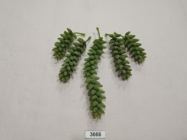 3666